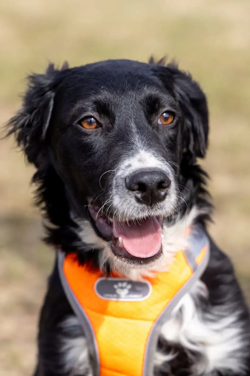 Щенки метисы спаниеля ищут дом в Москве и МО - Собаки (Животные) в Москва