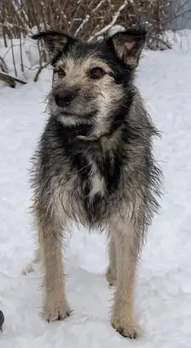 Собака Бруно ищет дом - Животные в Мытищи