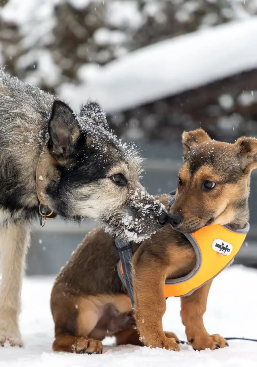 Собака Бруно ищет дом - Животные в Мытищи