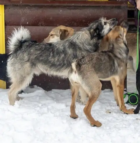 Собака Бруно ищет дом - Животные в Мытищи