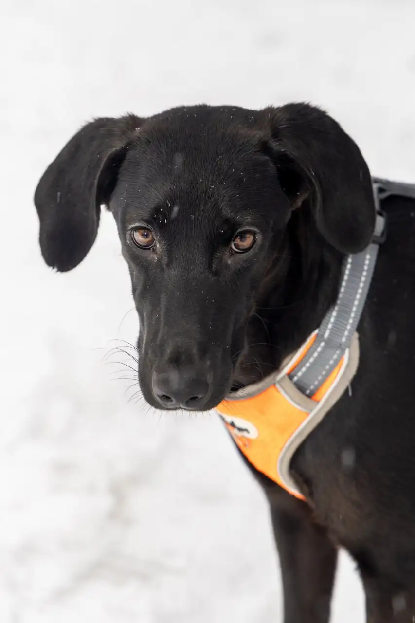 Ласковая собака Лора ищет дом в Москве - Собаки (Животные) в Москва