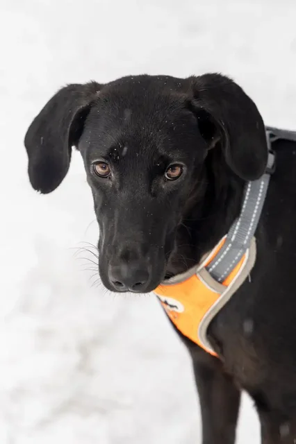 Ласковая собака Лора ищет дом в Москве - Собаки в Москва
