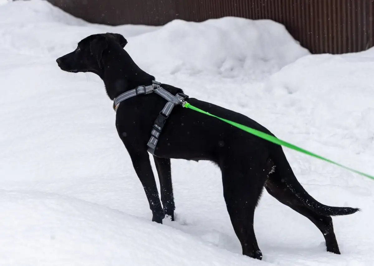 Ласковая собака Лора ищет дом в Москве - Собаки (Животные) в Москва