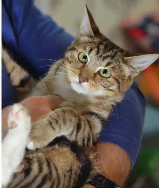 Очаровательный Саймон ищет новые добрые руки - Кошки в Москва