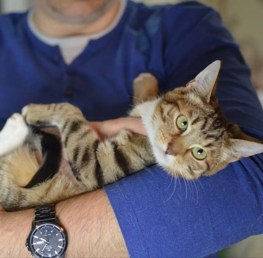 Очаровательный Саймон ищет новые добрые руки - Кошки (Животные) в Москва