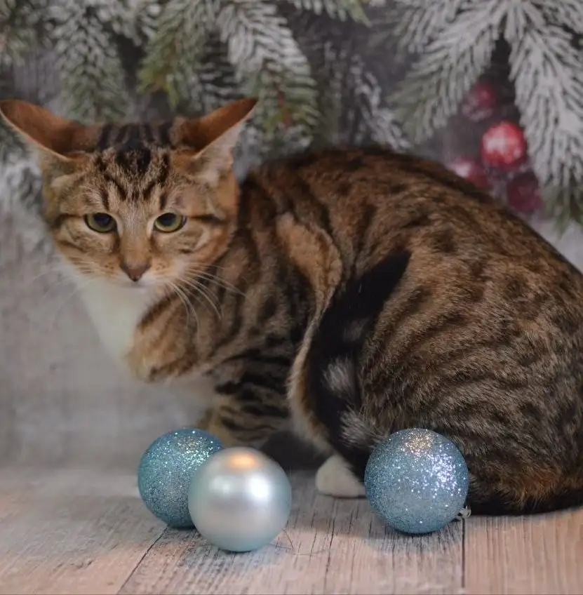 Очаровательный Саймон ищет новые добрые руки - Кошки (Животные) в Москва