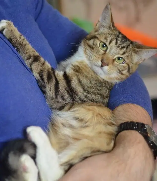 Очаровательный Саймон ищет новые добрые руки - Кошки (Животные) в Москва