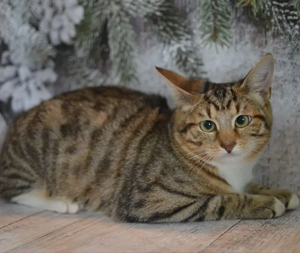 Очаровательный Саймон ищет новые добрые руки - Кошки (Животные) в Москва