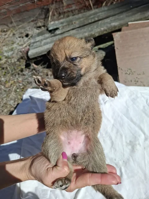Срочно! Щенки в Солнечногорске - частное объявление в Солнечногорск