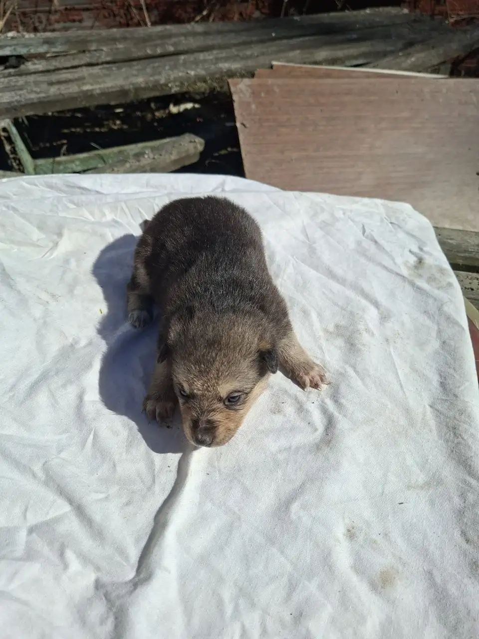 Срочно! Щенки в Солнечногорске - Собаки (Животные) в Солнечногорск