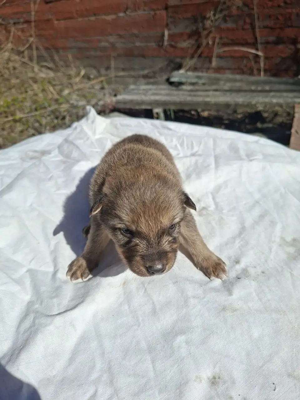 Срочно! Щенки в Солнечногорске - Собаки (Животные) в Солнечногорск