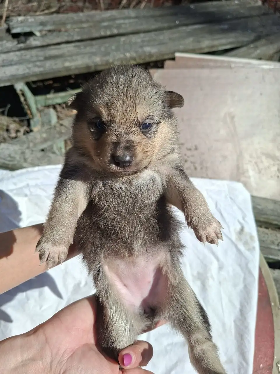 Срочно! Щенки в Солнечногорске - Собаки (Животные) в Солнечногорск