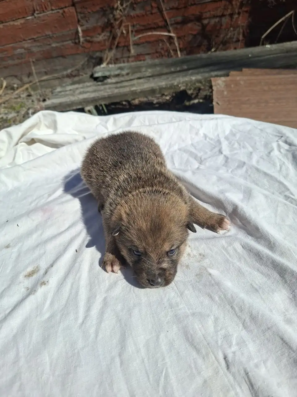 Срочно! Щенки в Солнечногорске - Собаки (Животные) в Солнечногорск