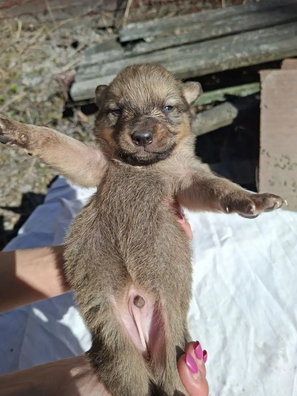 Срочно! Щенки в Солнечногорске - Собаки (Животные) в Солнечногорск