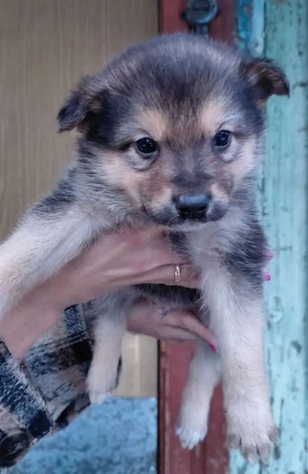 Отдам щенков в добрые руки в Москве - Собаки (Животные) в Москва