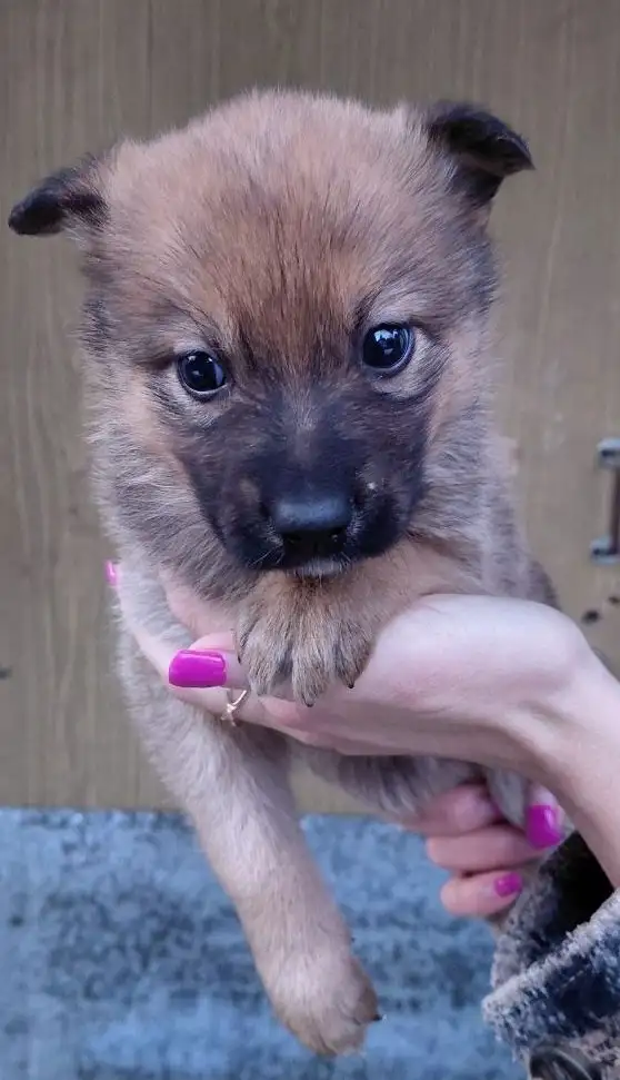 Отдам щенков в добрые руки в Москве - Собаки (Животные) в Москва
