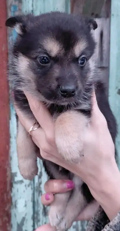 Отдам щенков в добрые руки в Москве - Собаки (Животные) в Москва