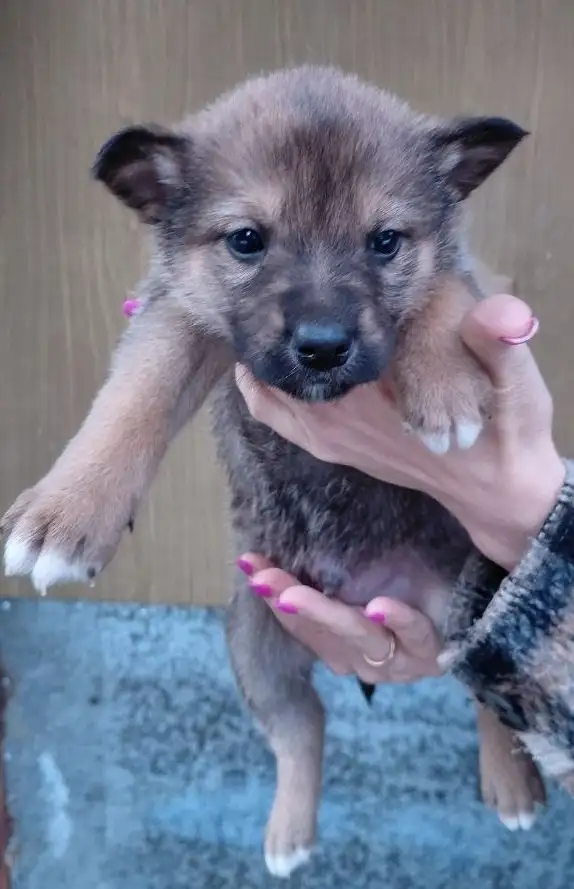 Отдам щенков в добрые руки в Москве - Собаки (Животные) в Москва