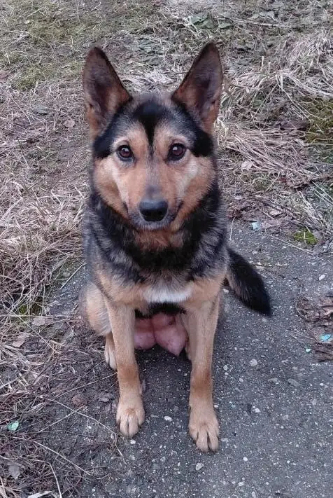 Отдам щенков в добрые руки в Москве - Собаки (Животные) в Москва