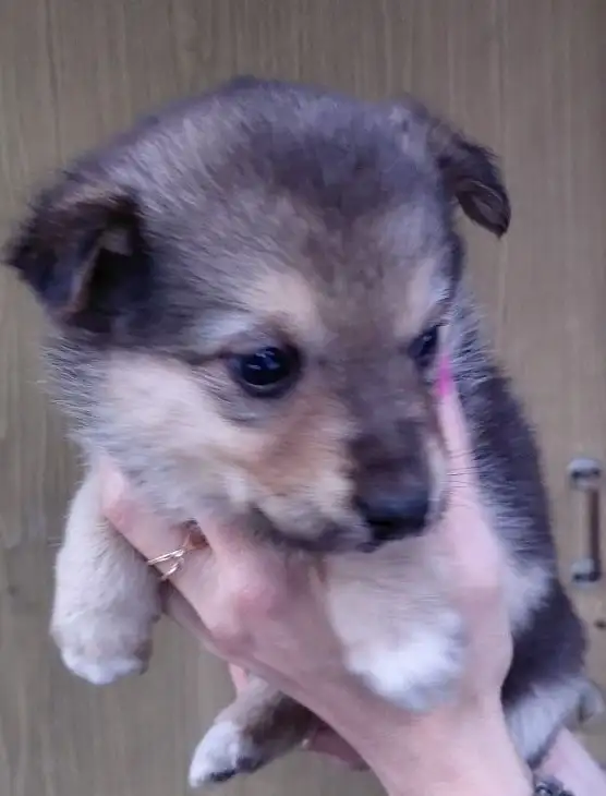 Отдам щенков в добрые руки в Москве - Собаки (Животные) в Москва