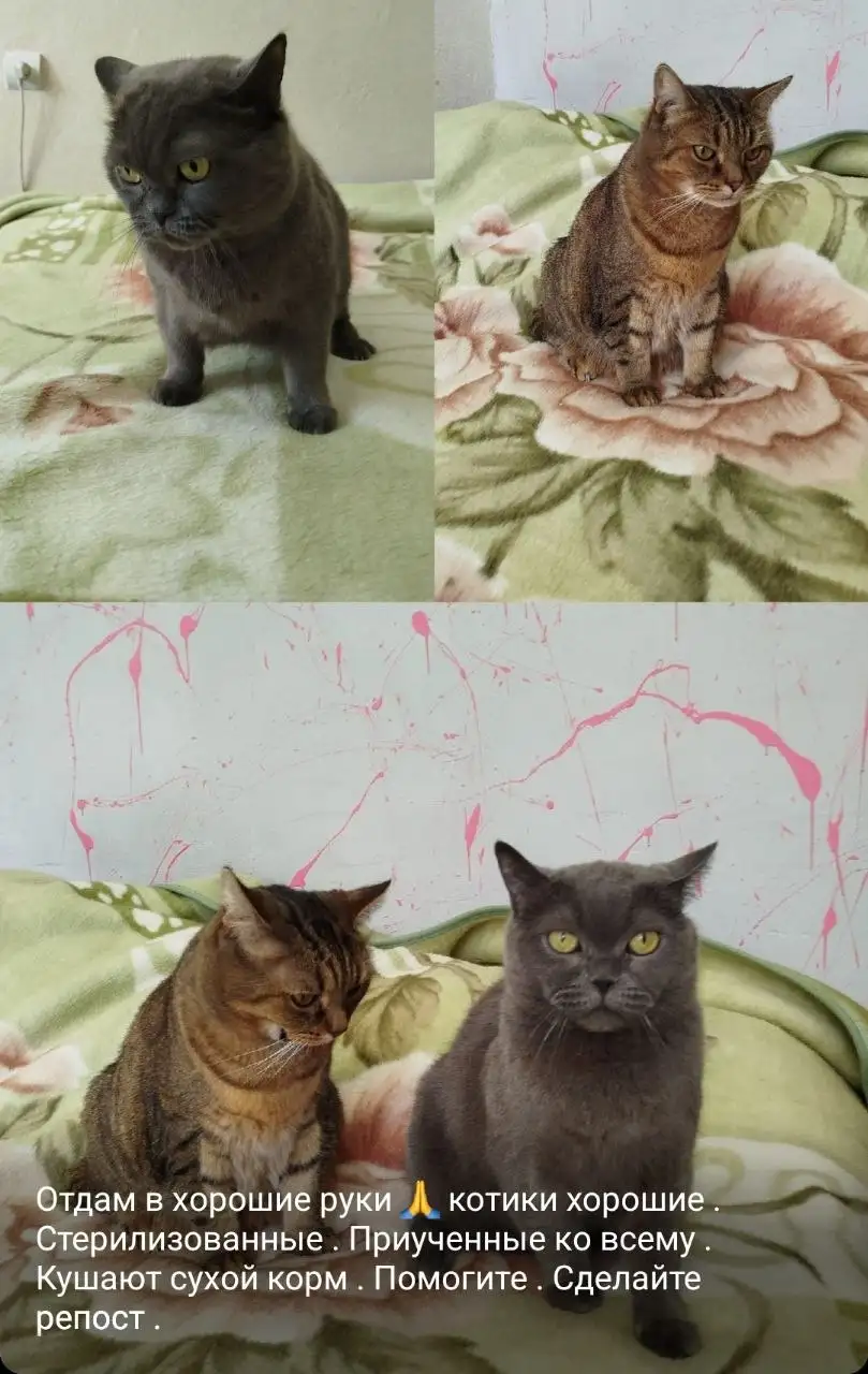 Ищем новый дом для собаки - Собаки (Животные) в Мытищи