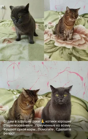 Ищем новый дом для собаки - Собаки в Мытищи