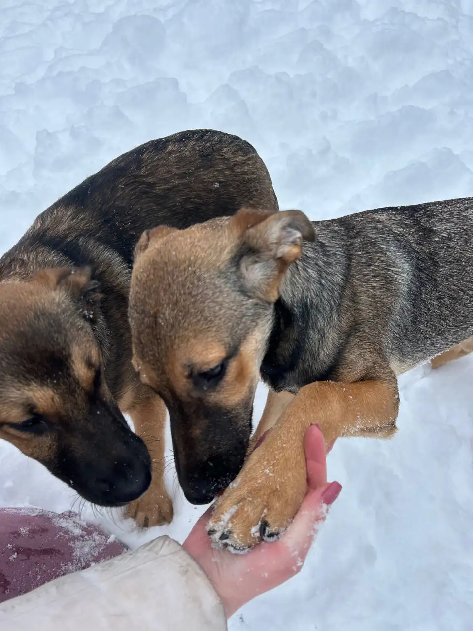 Щенок Грета ищет дом - Собаки (Животные) в Мытищи