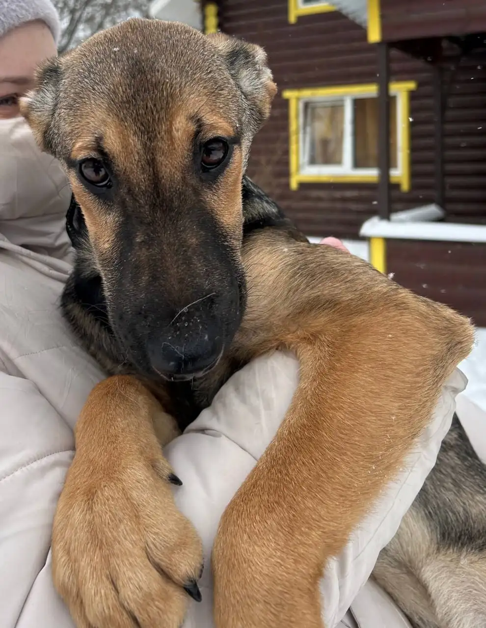 Щенок Грета ищет дом - Собаки (Животные) в Мытищи