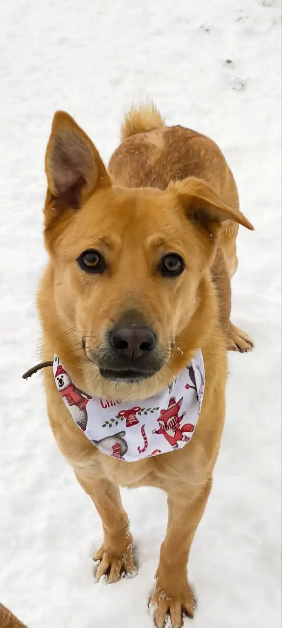 Щенок Энджи ищет дом в Долгопрудном - Собаки (Животные) в Долгопрудный