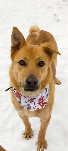 Щенок Энджи ищет дом в Долгопрудном - частное объявление в Долгопрудный