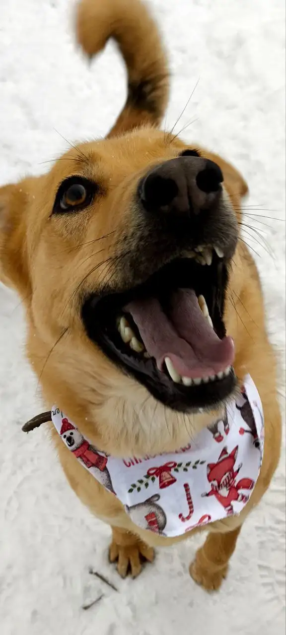 Щенок Энджи ищет дом в Долгопрудном - Собаки (Животные) в Долгопрудный