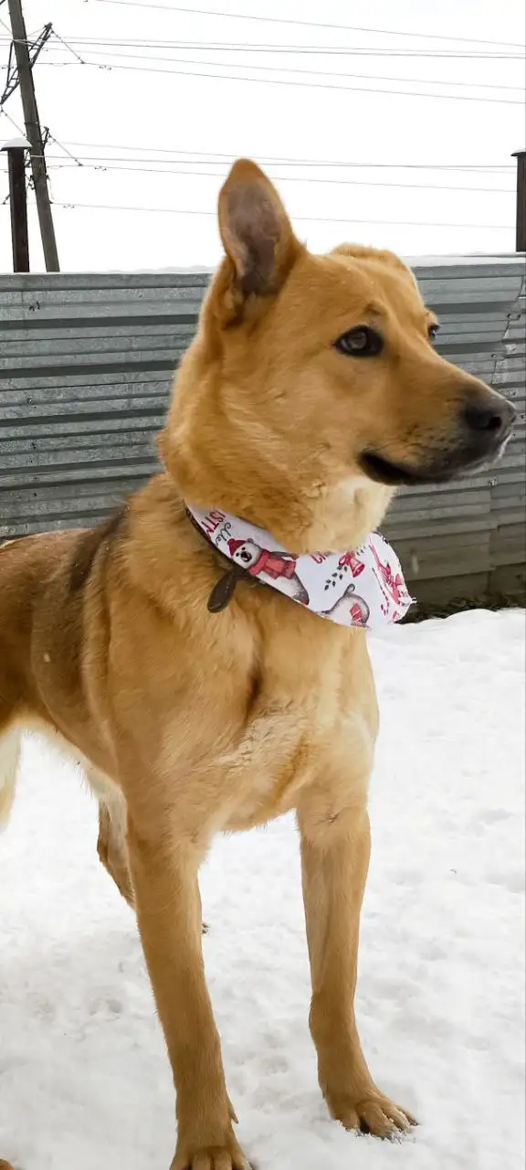 Щенок Энджи ищет дом в Долгопрудном - Собаки (Животные) в Долгопрудный