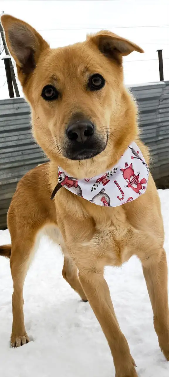 Щенок Энджи ищет дом в Долгопрудном - Собаки (Животные) в Долгопрудный