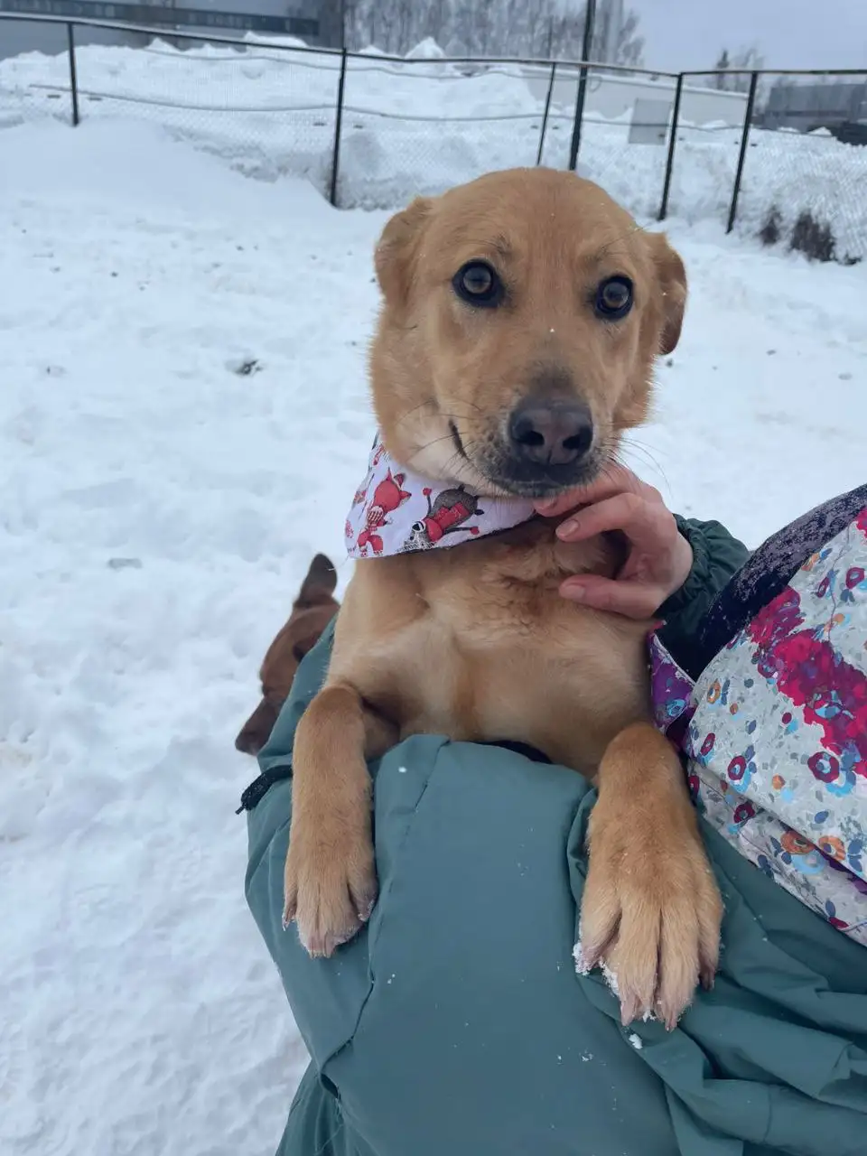 Щенок Энджи ищет дом в Долгопрудном - Собаки (Животные) в Долгопрудный