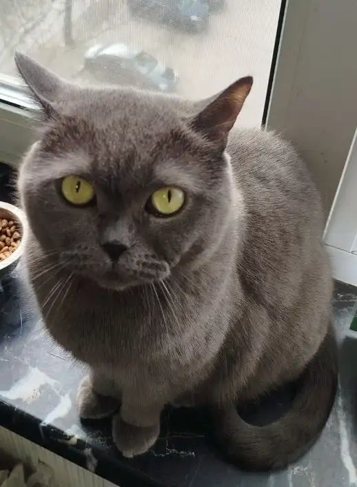 Пристройство двух породистых котиков - Кошки (Животные) в Москва