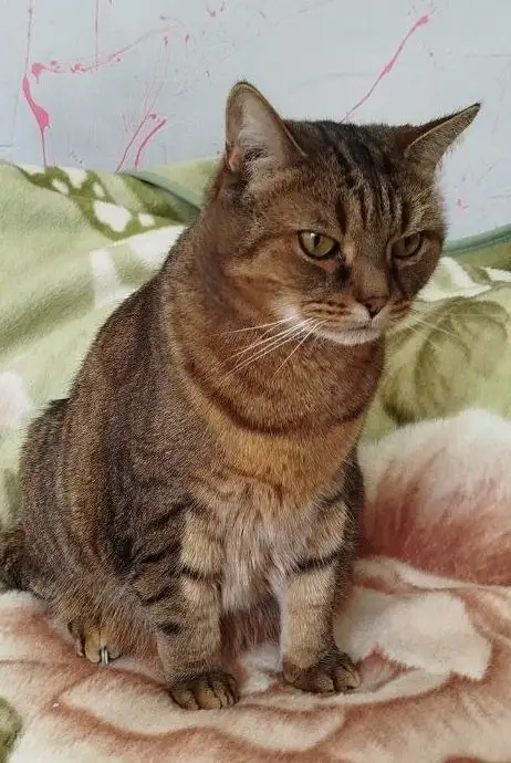 Пристройство двух породистых котиков - Кошки (Животные) в Москва