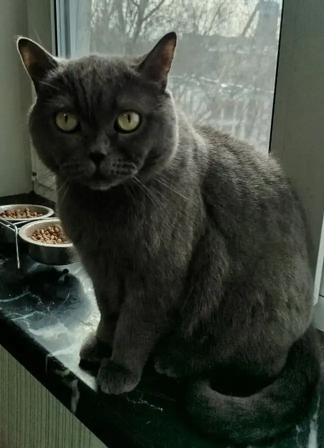 Пристройство двух породистых котиков - Кошки (Животные) в Москва