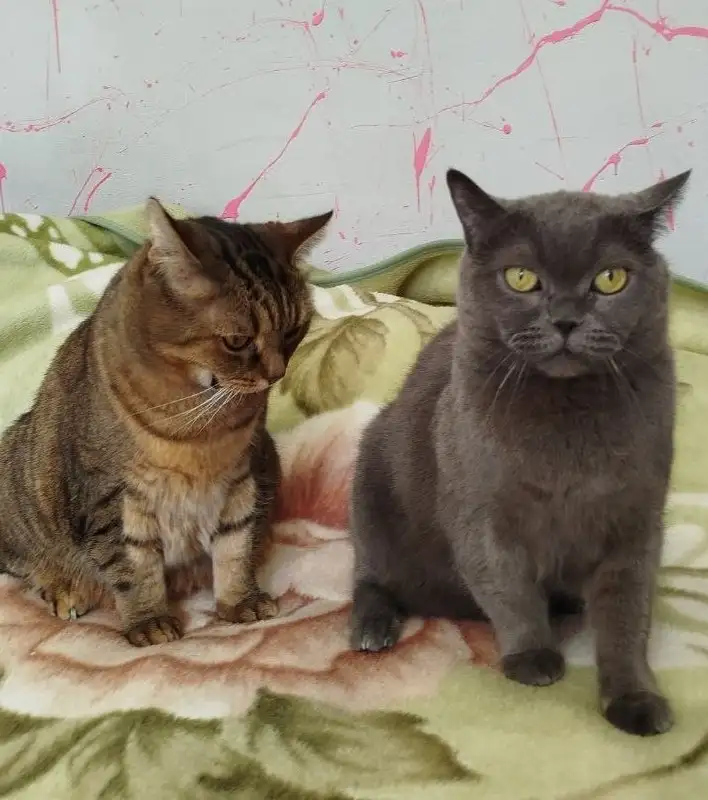 Пристройство двух породистых котиков - Кошки (Животные) в Москва