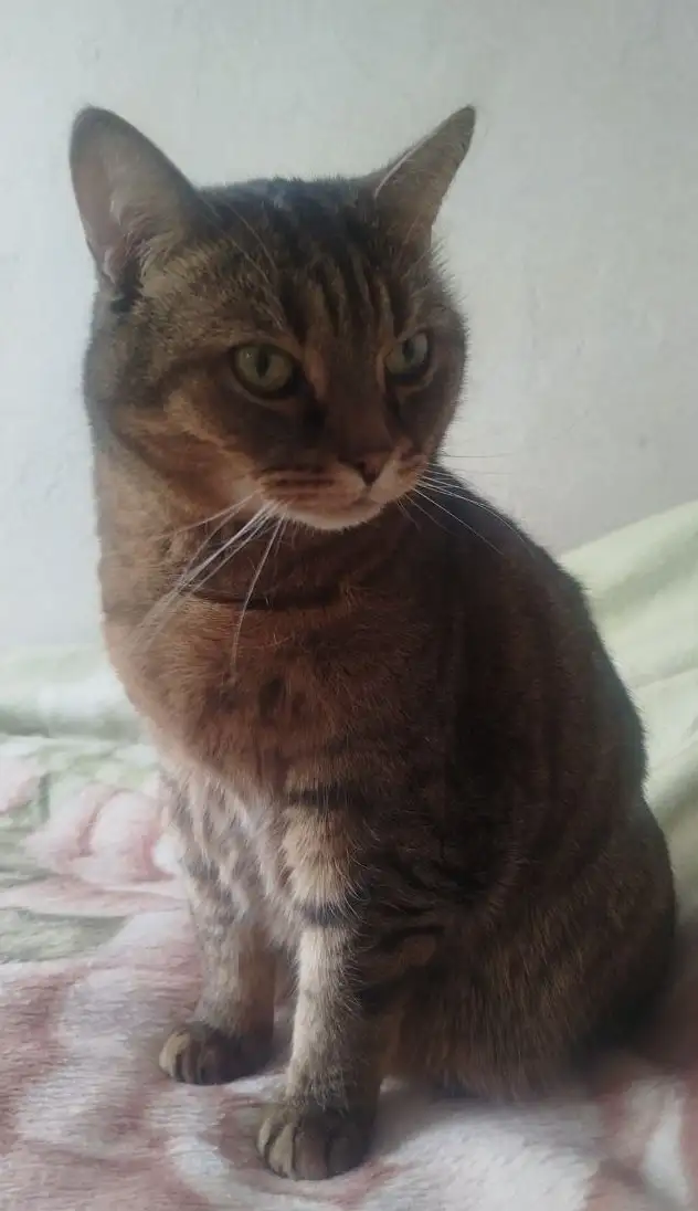 Пристройство двух породистых котиков - Кошки (Животные) в Москва