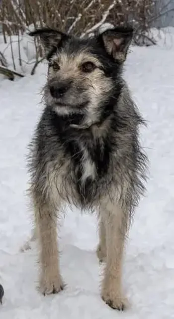 Пристройство собаки Бруно в Москве - частное объявление в Москва