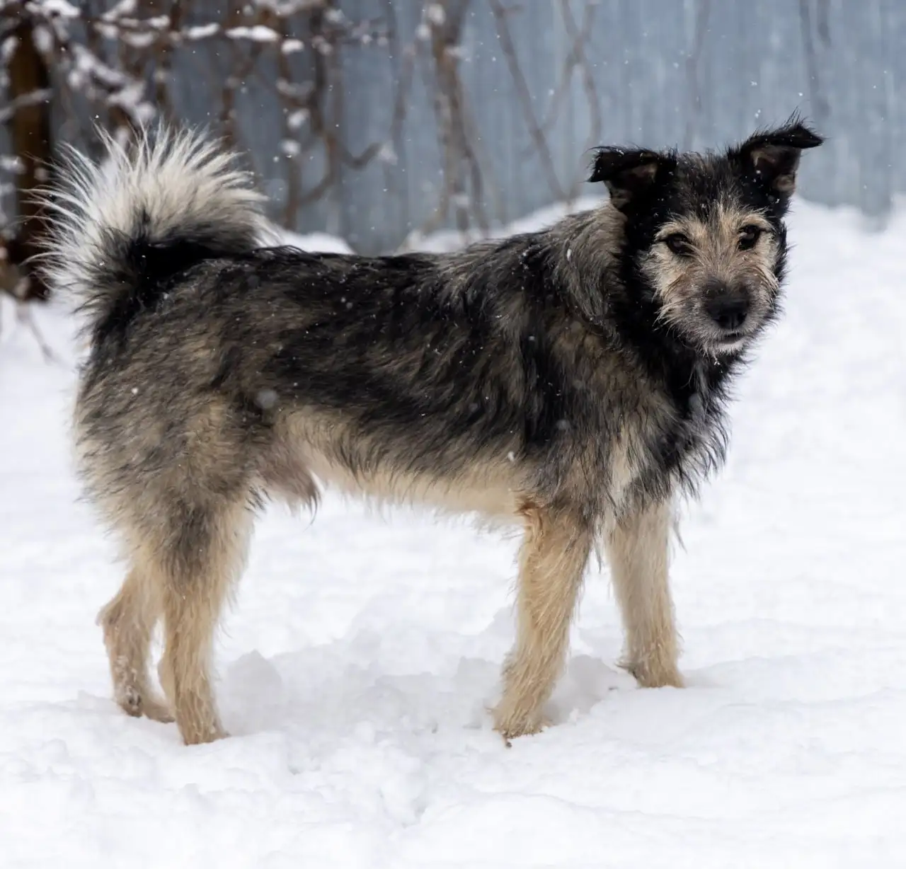 Пристройство собаки Бруно в Москве - Собаки (Животные) в Москва