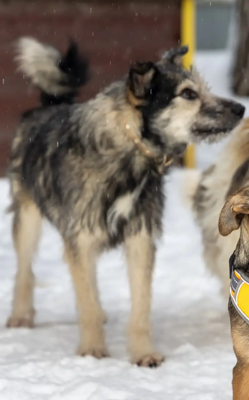 Пристройство собаки Бруно в Москве - Собаки (Животные) в Москва