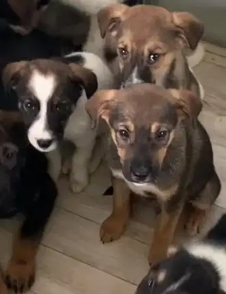 Щенки для активных хозяев в Липецке и Москве - Собаки (Животные) в Липецк