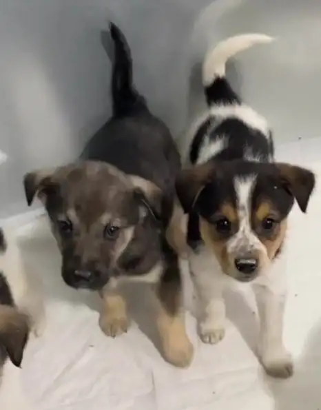 Щенки для активных хозяев в Липецке и Москве - Собаки (Животные) в Липецк