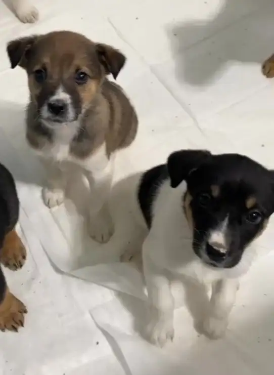 Щенки для активных хозяев в Липецке и Москве - Собаки (Животные) в Липецк