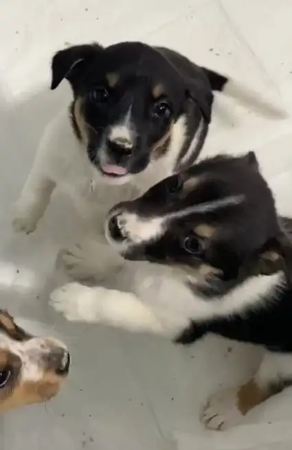 Щенки для активных хозяев в Липецке и Москве - Собаки (Животные) в Липецк