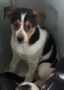 Щенки для активных хозяев в Липецке и Москве - Собаки (Животные) в Липецк