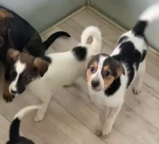 Щенки для активных хозяев в Липецке и Москве - Собаки (Животные) в Липецк