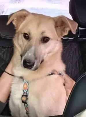 Ищет дом: собака Мия - Собаки (Животные) в Москва