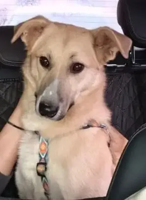 Ищет дом: собака Мия - частное объявление в Москва